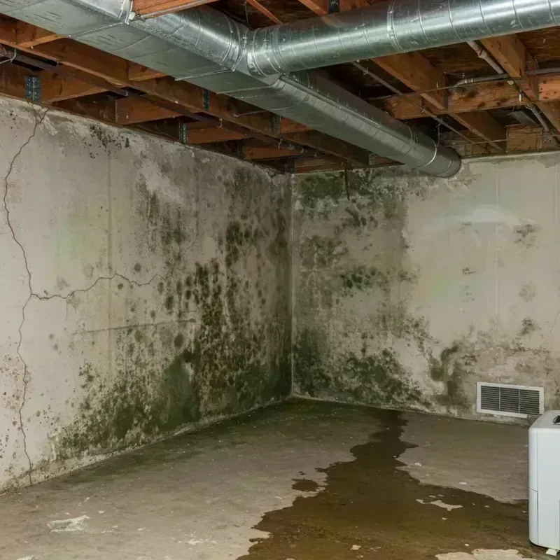 Professional Mold Removal in Skokie, IL